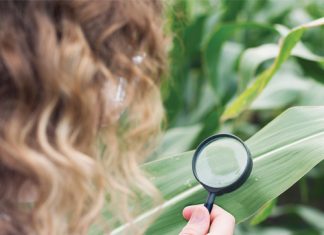 Understanding maximum residue levels in grain production