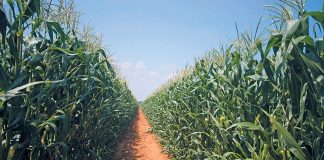 Die sikliese aard van ’n saaiboerdery