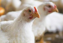Pluimvee dalk die sleutwel tot groter vraag na graan