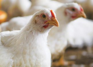 Pluimvee dalk die sleutwel tot groter vraag na graan