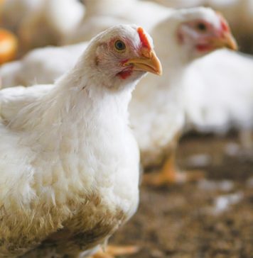 Pluimvee dalk die sleutwel tot groter vraag na graan