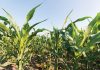 Die uitwerking van diversifikasie in landbou