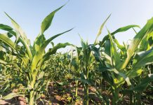 Die uitwerking van diversifikasie in landbou