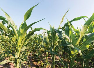 Die uitwerking van diversifikasie in landbou