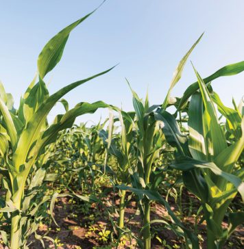 Die uitwerking van diversifikasie in landbou
