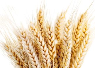 Wat produsente moet weet oor die nuwe Wet op Planttelersregte