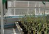 Future-fit grain research infrastructure and innovation