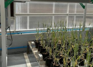 Future-fit grain research infrastructure and innovation