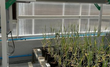Future-fit grain research infrastructure and innovation