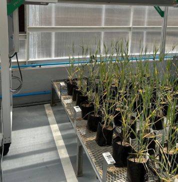 Future-fit grain research infrastructure and innovation