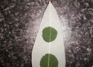 Wanpersepsies oor byvoegmiddels