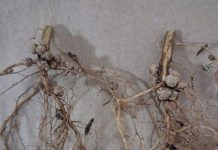 Producer-friendly solutions to improve plant health