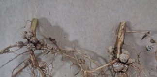Producer-friendly solutions to improve plant health