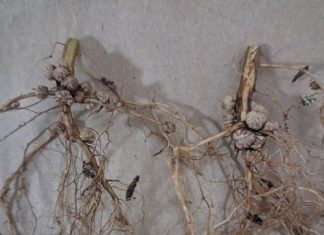 Producer-friendly solutions to improve plant health