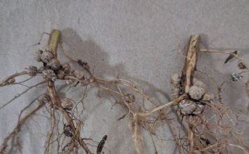 Producer-friendly solutions to improve plant health
