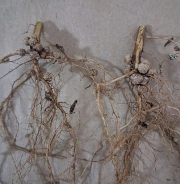 Producer-friendly solutions to improve plant health
