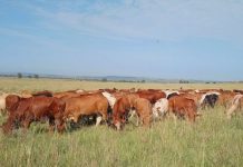 Voervloei noodsaaklik vir diversifikasie na vee