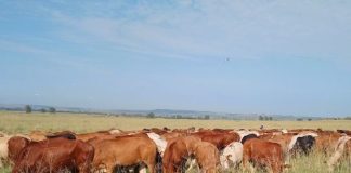 Voervloei noodsaaklik vir diversifikasie na vee