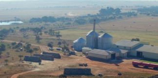 Wanneer mieliepryse daal, maak ’n boer ’n plan