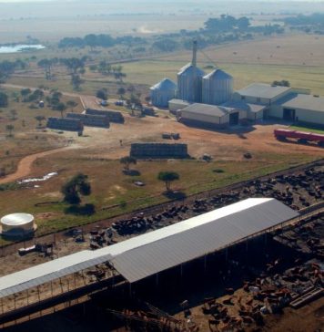 Wanneer mieliepryse daal, maak ’n boer ’n plan