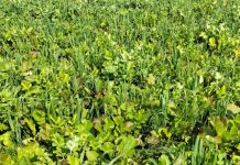 Graanverbouing in die toekoms: Maak gereed vir verandering