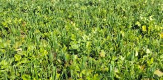 Graanverbouing in die toekoms: Maak gereed vir verandering
