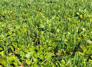 Graanverbouing in die toekoms: Maak gereed vir verandering