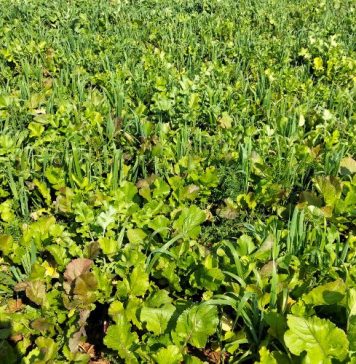 Graanverbouing in die toekoms: Maak gereed vir verandering