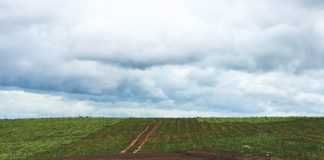 What to do first to correct soil biology – the basics