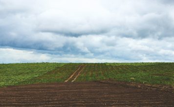 What to do first to correct soil biology – the basics