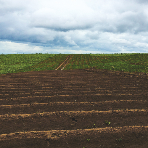 What to do first to correct soil biology – the basics