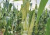 Old enemies of maize: MSV and its leafhopper vector