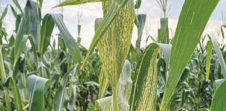 Old enemies of maize: MSV and its leafhopper vector