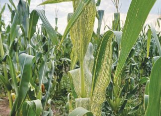 Old enemies of maize: MSV and its leafhopper vector
