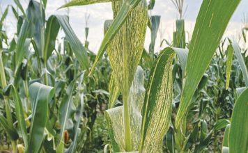 Old enemies of maize: MSV and its leafhopper vector