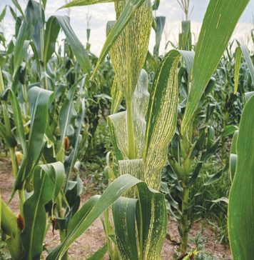 Old enemies of maize: MSV and its leafhopper vector
