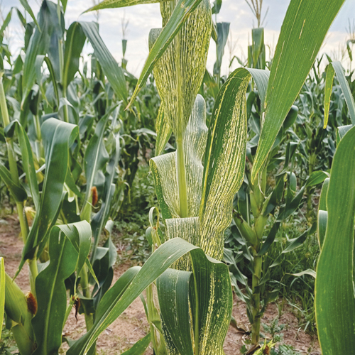 Old enemies of maize: MSV and its leafhopper vector