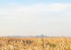 Feathered chloris in grain systems: understanding a resilient weed