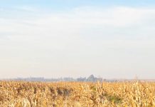 Feathered chloris in grain systems: understanding a resilient weed