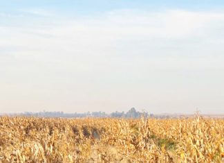 Feathered chloris in grain systems: understanding a resilient weed
