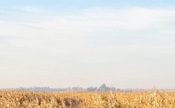 Feathered chloris in grain systems: understanding a resilient weed