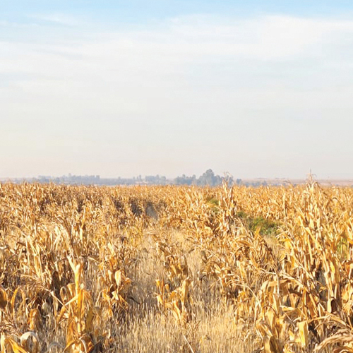 Feathered chloris in grain systems: understanding a resilient weed