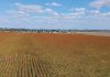 A reflection on the 2026 SORGHUM INFORMATION DAY
