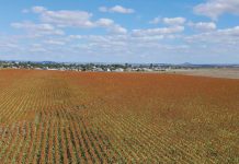 A reflection on the 2026 SORGHUM INFORMATION DAY