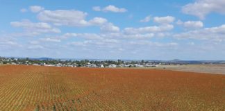 A reflection on the 2026 SORGHUM INFORMATION DAY