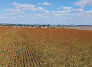 A reflection on the 2026 SORGHUM INFORMATION DAY