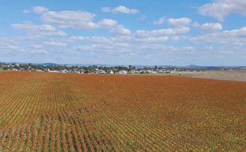 A reflection on the 2026 SORGHUM INFORMATION DAY