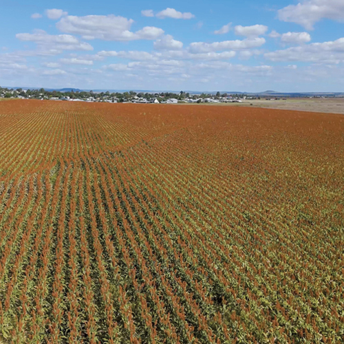 A reflection on the 2026 SORGHUM INFORMATION DAY