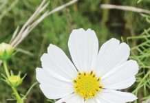Konferensie oor bewaringslandbou: Oorleef of floreer jy?