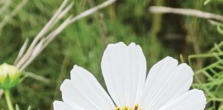 Konferensie oor bewaringslandbou: Oorleef of floreer jy?